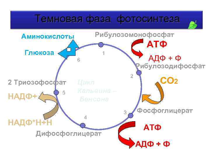 В темновую фазу фотосинтеза происходит образование атф