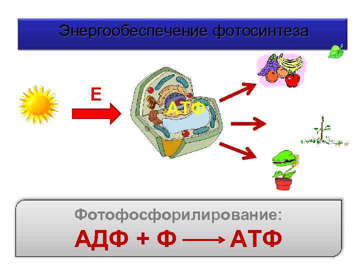 Энергообеспечение фотосинтеза Е АТФ Фотофосфорилирование: АДФ + Ф АТФ 