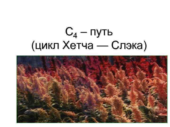 C 4 – путь (цикл Хетча — Слэка) 