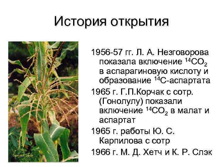 История открытия 1956 -57 гг. Л. А. Незговорова показала включение 14 СО 2 в