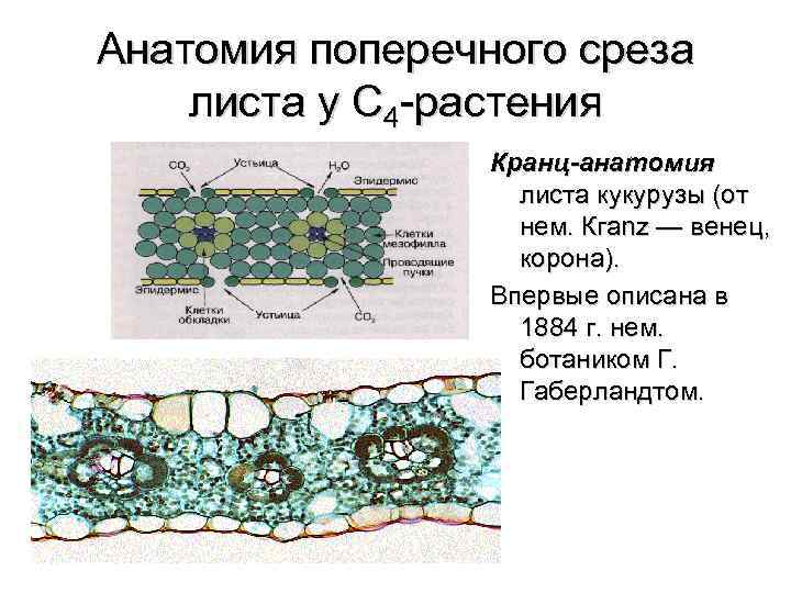 Анатомия поперечного среза листа у С 4 -растения Кранц-анатомия листа кукурузы (от нем. Кгаnz