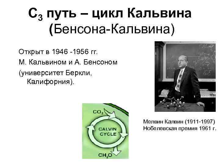 C 3 путь – цикл Кальвина (Бенсона-Кальвина) Открыт в 1946 -1956 гг. М. Кальвином