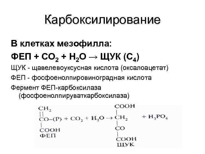 Карбоксилирование В клетках мезофилла: ФЕП + СО 2 + Н 2 О → ЩУК
