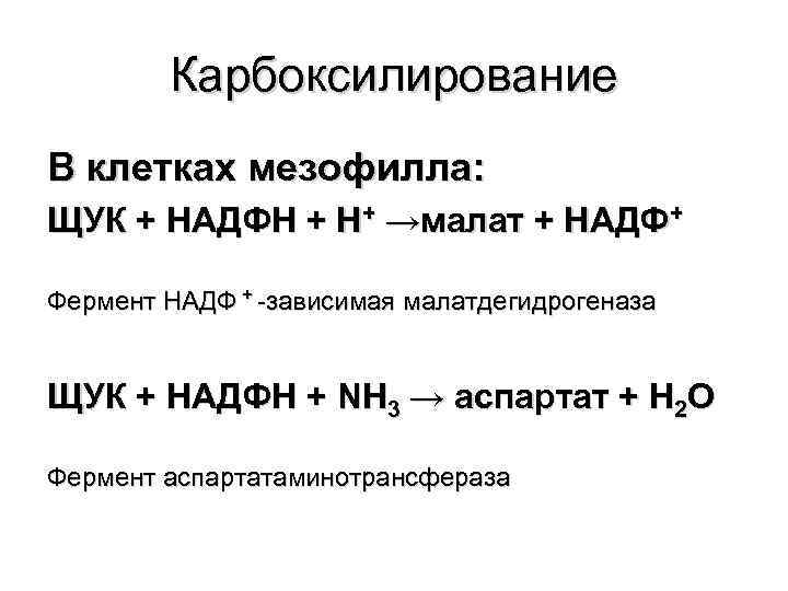 Карбоксилирование В клетках мезофилла: ЩУК + НАДФН + Н+ →малат + НАДФ+ Фермент НАДФ