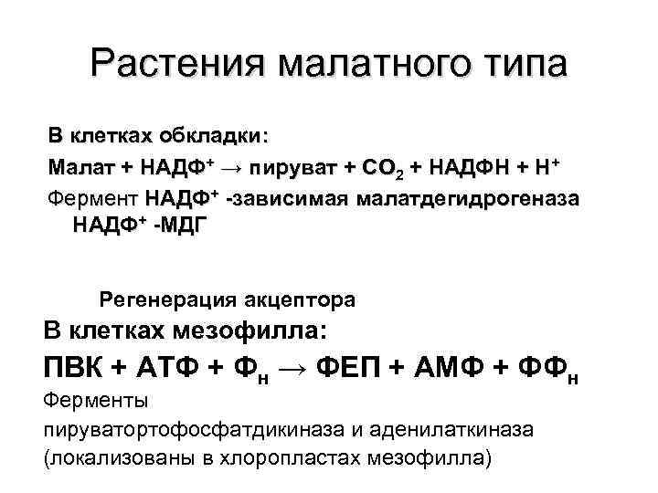 Растения малатного типа В клетках обкладки: Малат + НАДФ+ → пируват + СО 2