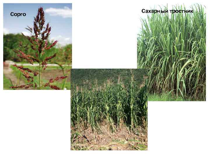 Сорго Сахарный тростник 