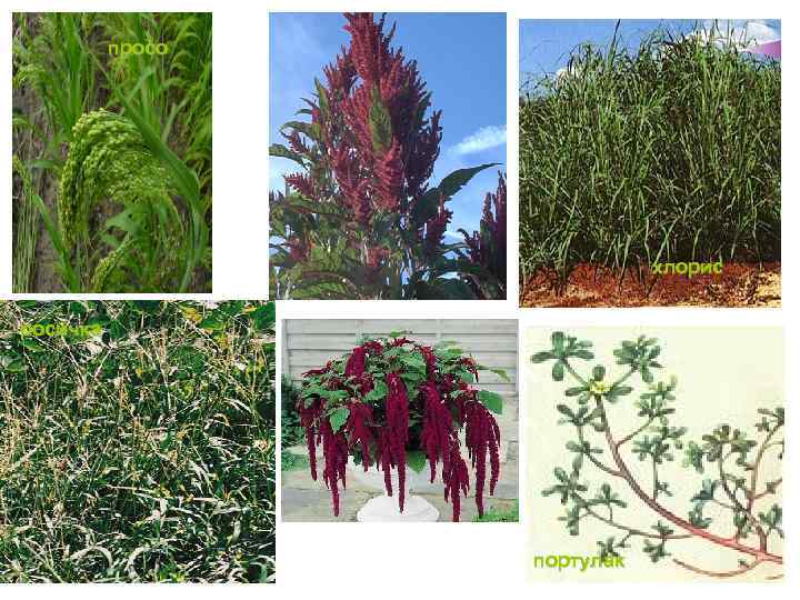 просо хлорис росичка портулак 
