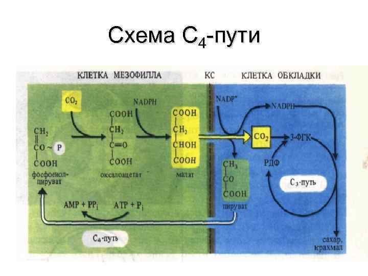 Схема С 4 -пути 