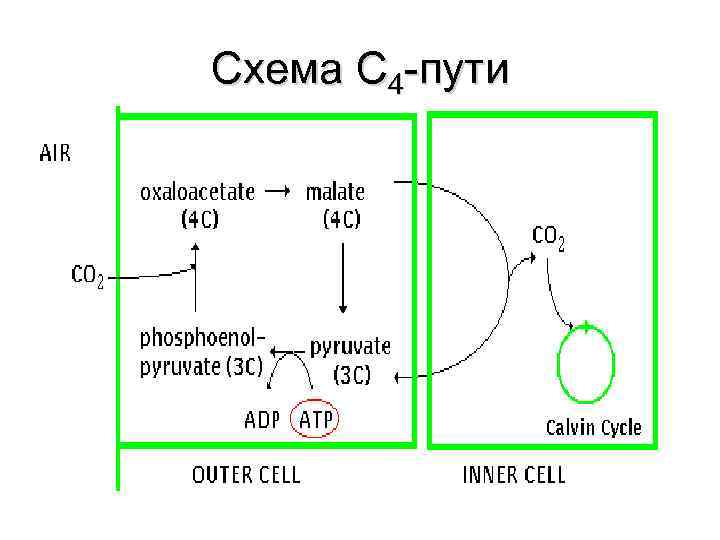 Схема С 4 -пути 
