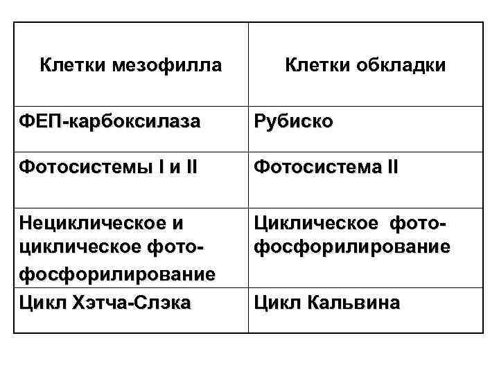 Клетки мезофилла Клетки обкладки ФЕП-карбоксилаза Рубиско Фотосистемы I и II Фотосистема II Нециклическое и