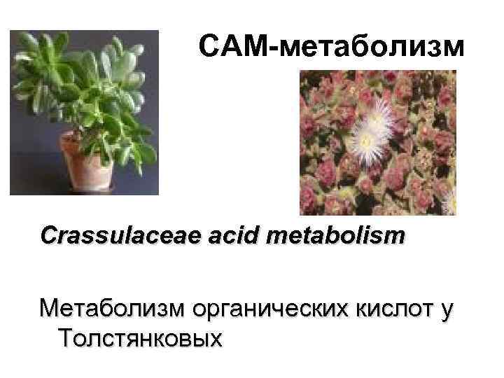 САМ-метаболизм Crassulaceae acid metabolism Метаболизм органических кислот у Толстянковых 