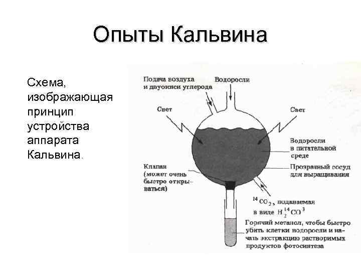 Опыты Кальвина Схема, изображающая принцип устройства аппарата Кальвина. 