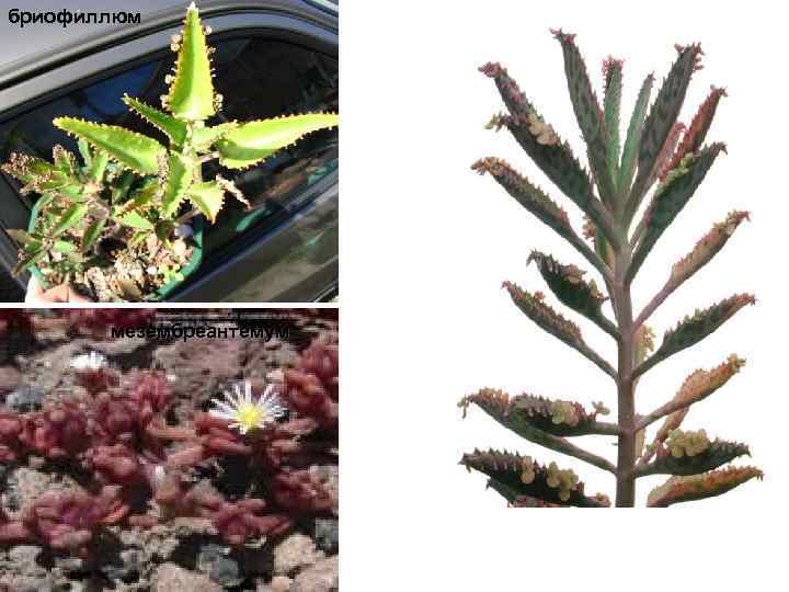 бриофиллюм мезембреантемум 