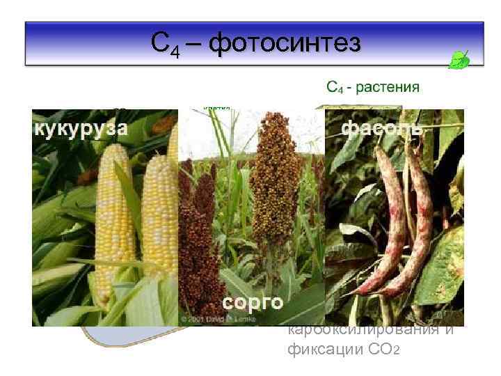 С 4 – фотосинтез С 4 -метаболизм: пространственное разделение карбоксилирования и фиксации СО 2
