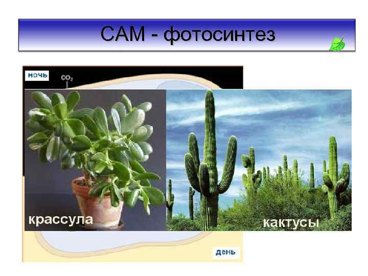 САМ - фотосинтез САМметаболизм: временное разделение карбоксилирования и фиксации СО 2 