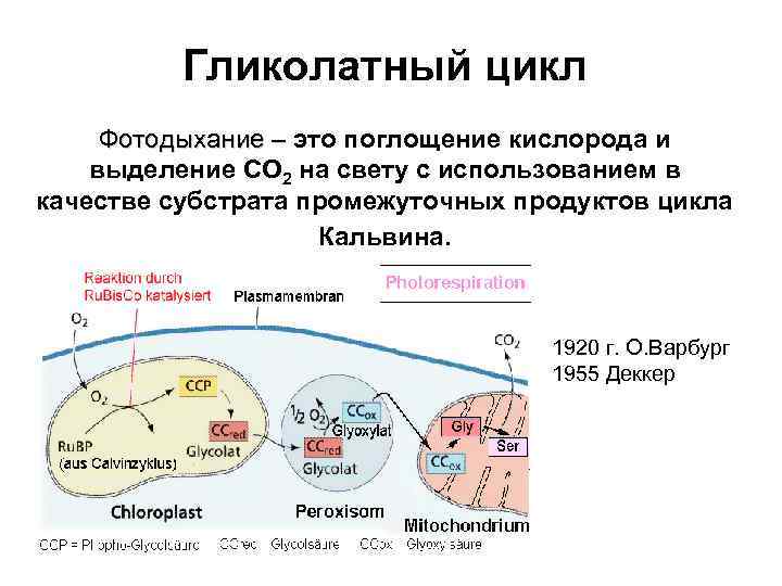 Фотодыхание это. Гликолатный цикл у с3-растений. Фотодыхание гликолатный цикл. Гликолатный цикл фотосинтеза. Фотодыхание и метаболизм гликолевой кислоты.