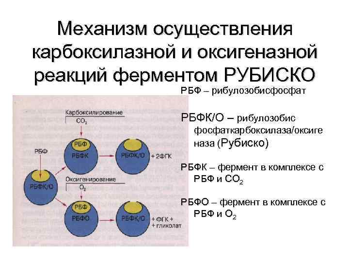 Механизм осуществления карбоксилазной и оксигеназной реакций ферментом РУБИСКО РБФ – рибулозобисфосфат РБФК/О – рибулозобис