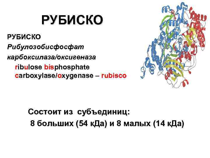 РУБИСКО Рибулозобисфосфат карбоксилаза/оксигеназа ribulose bisphosphate carboxylase/oxygenase – rubisco Состоит из субъединиц: 8 больших (54