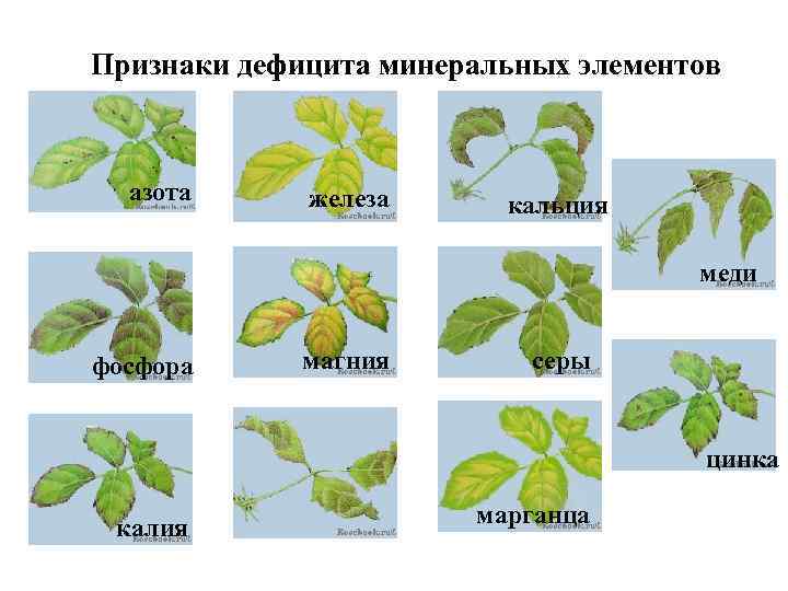 Признаки дефицита минеральных элементов азота железа кальция меди фосфора магния серы цинка калия бора