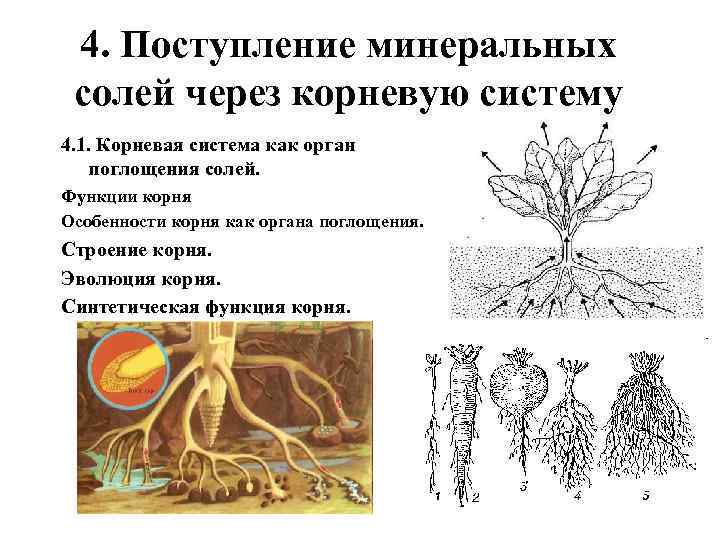 Файл не содержит корневого узла правилаобмена