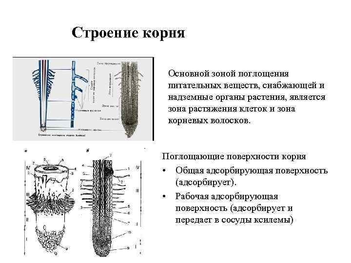 Строение корня Основной зоной поглощения питательных веществ, снабжающей и надземные органы растения, является зона