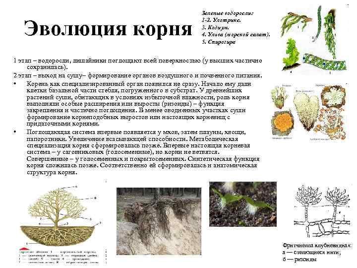 Эволюция корня Зеленые водоросли: 1 -2. Улотрикс. 3. Кодиум. 4. Ульва (морской салат). 5.