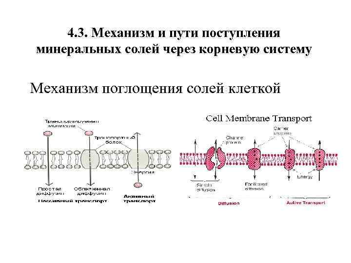 4. 3. Механизм и пути поступления минеральных солей через корневую систему Механизм поглощения солей