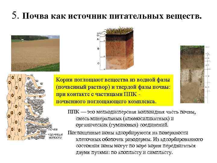 5. Почва как источник питательных веществ. Корни поглощают вещества из водной фазы (почвенный раствор)