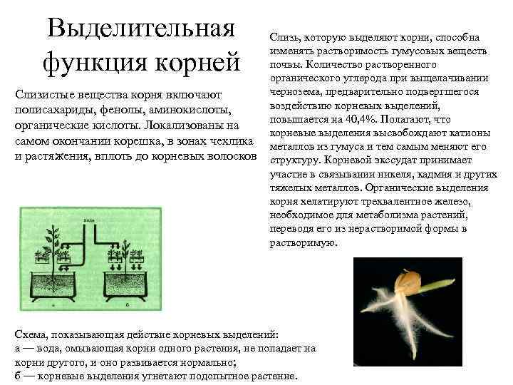 Выделительная функция корней Слизистые вещества корня включают полисахариды, фенолы, аминокислоты, органические кислоты. Локализованы на