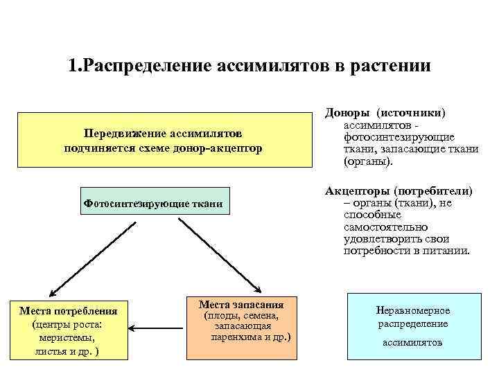 1. Распределение ассимилятов в растении Передвижение ассимилятов подчиняется схеме донор-акцептор Фотосинтезирующие ткани Места потребления