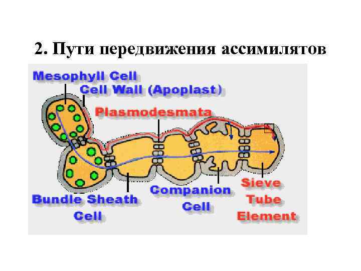2. Пути передвижения ассимилятов 