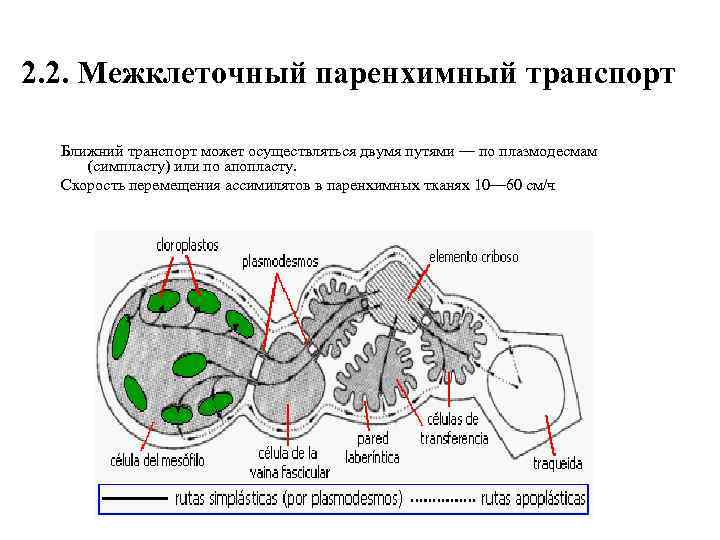 2. 2. Межклеточный паренхимный транспорт Ближний транспорт может осуществляться двумя путями — по плазмодесмам