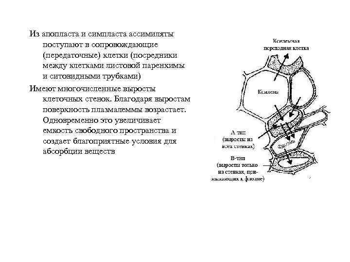 Из апопласта и симпласта ассимиляты поступают в сопровождающие (передаточные) клетки (посредники между клетками листовой
