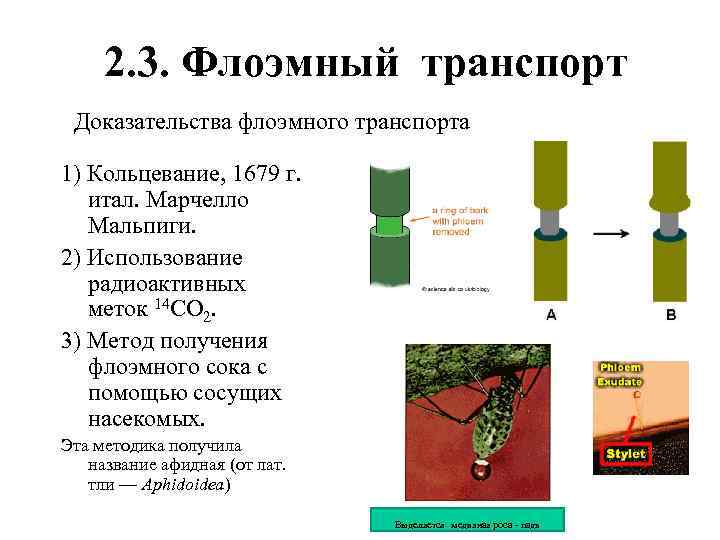 2. 3. Флоэмный транспорт Доказательства флоэмного транспорта 1) Кольцевание, 1679 г. итал. Марчелло Мальпиги.