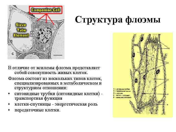 Структура флоэмы В отличие от ксилемы флоэма представляет собой совокупность живых клеток. Флоэма состоит