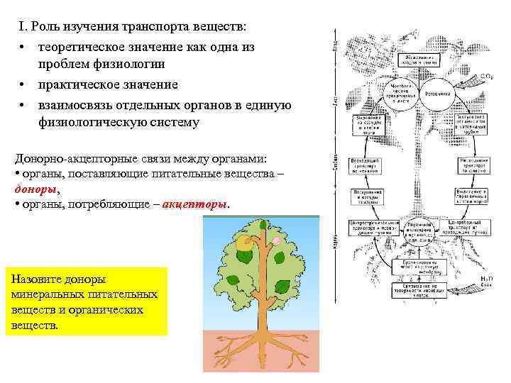 I. Роль изучения транспорта веществ: • теоретическое значение как одна из проблем физиологии •
