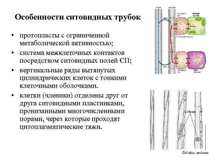 Особенности ситовидных трубок • протопласты с ограниченной метаболической активностью; • система межклеточных контактов посредством