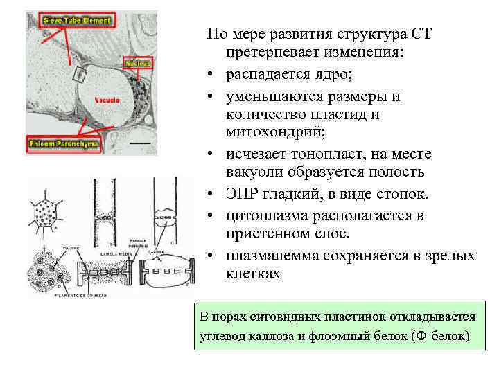 По мере развития структура СТ претерпевает изменения: • распадается ядро; • уменьшаются размеры и