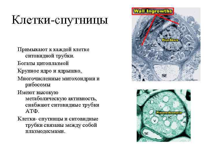 Клетки-спутницы Примыкают к каждой клетке ситовидной трубки. Богаты цитоплазмой Крупное ядро и ядрышко, Многочисленные