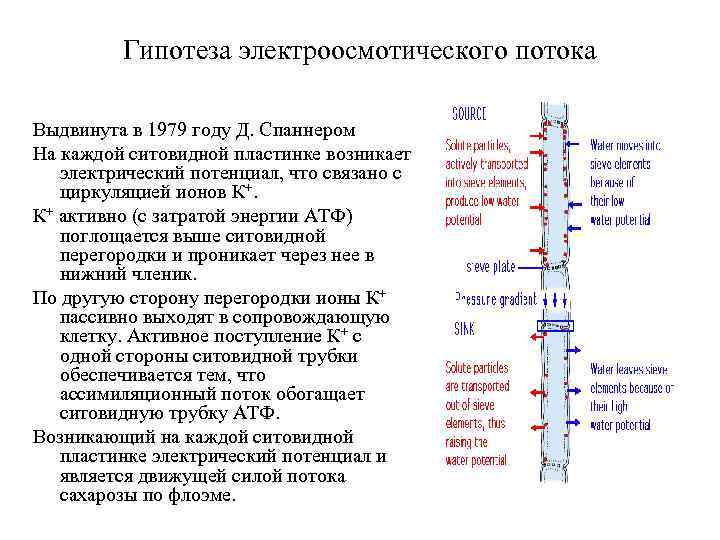 Гипотеза электроосмотического потока Выдвинута в 1979 году Д. Спаннером На каждой ситовидной пластинке возникает