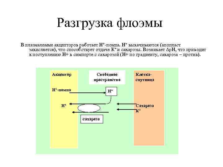 Разгрузка флоэмы В плазмалемме акцепторов работает Н+-помпа. Н+ выкачиваются (апопласт закисляется), что способствует отдаче