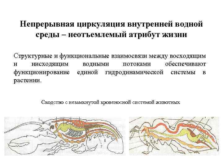 Непрерывная циркуляция внутренней водной среды – неотъемлемый атрибут жизни Структурные и функциональные взаимосвязи между
