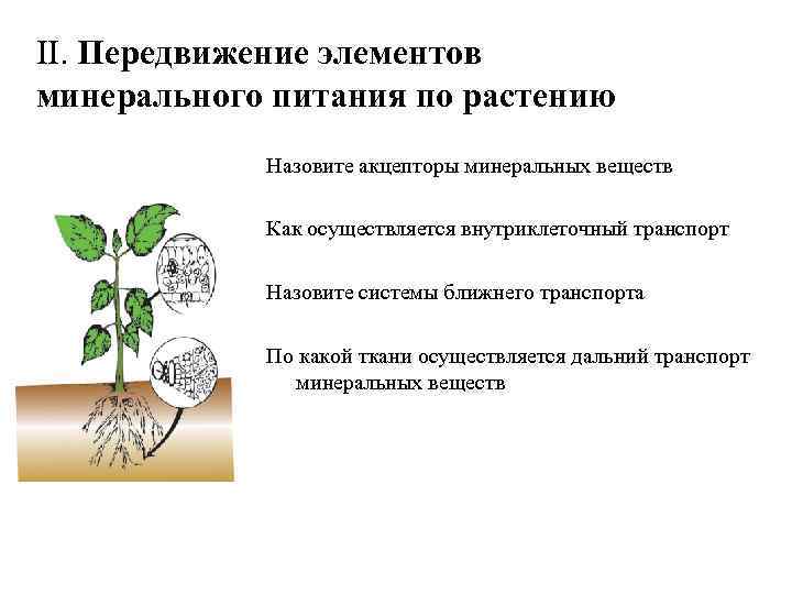 II. Передвижение элементов минерального питания по растению Назовите акцепторы минеральных веществ Как осуществляется внутриклеточный