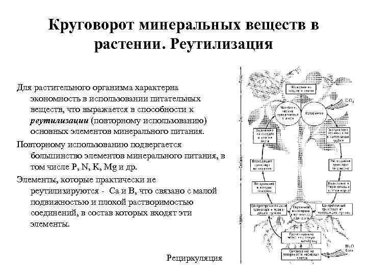 Круговорот минеральных веществ в растении. Реутилизация Для растительного организма характерна экономность в использовании питательных