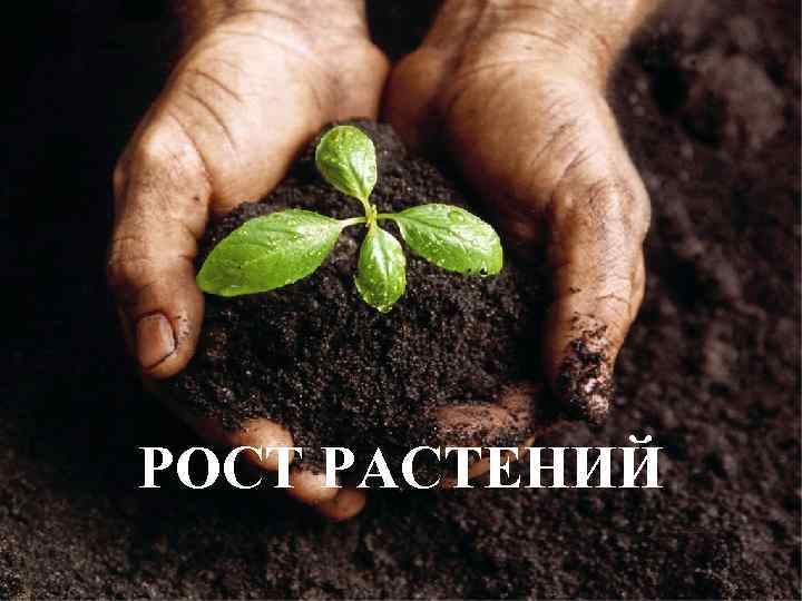 РОСТ РАСТЕНИЙ 