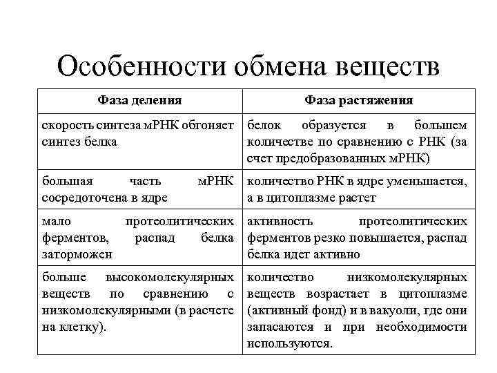 Особенности обмена веществ Фаза деления Фаза растяжения скорость синтеза м. РНК обгоняет белок образуется
