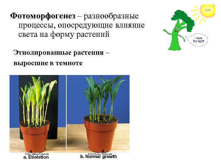 Фотоморфогенез – разнообразные процессы, опосредующие влияние света на форму растений Этиолированные растения – выросшие