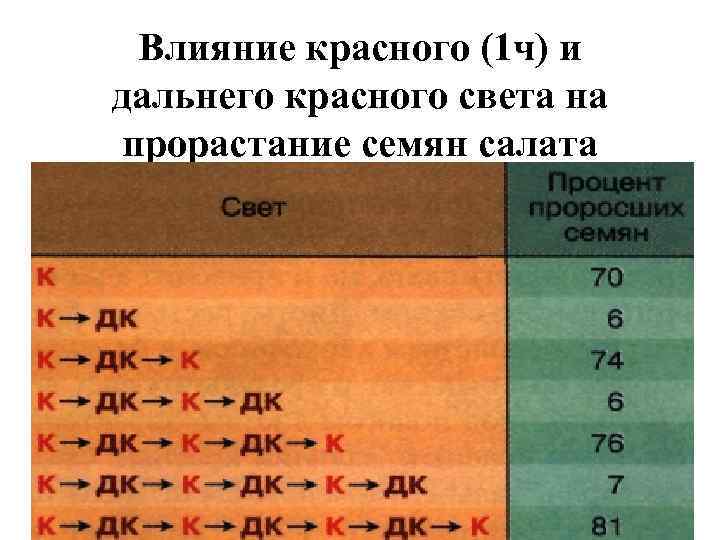 Влияние красного (1 ч) и дальнего красного света на прорастание семян салата 