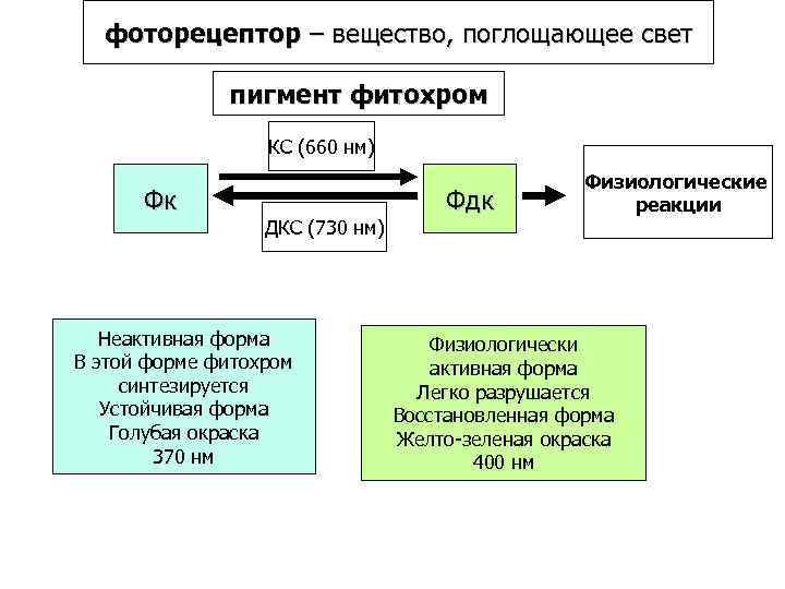 фоторецептор – вещество, поглощающее свет пигмент фитохром КС (660 нм) Фк ДКС (730 нм)