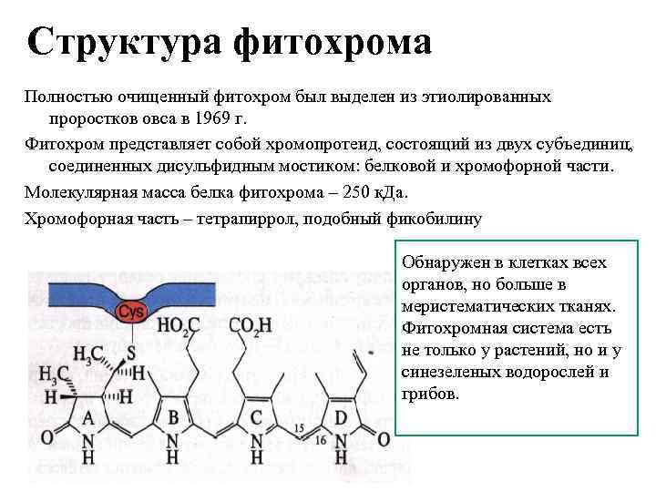 Структура фитохрома Полностью очищенный фитохром был выделен из этиолированных проростков овса в 1969 г.